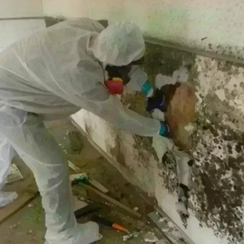 Mold Remediation and Removal in Olive Hill, KY